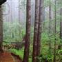 Del Norte Coast Redwoods State Park (SP) within the Redwood National and State Parks