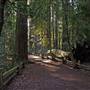 Henry Cowell Redwoods State Park (SP)