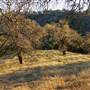 Henry W. Coe State Park (SP)