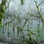 Bothe-Napa Valley State Park (SP)