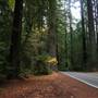 Highway 101 within Humboldt Redwoods State Park