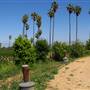 California Citrus State Historic Park (SHP)