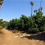 California Citrus State Historic Park (SHP)