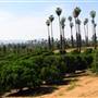 California Citrus State Historic Park (SHP)
