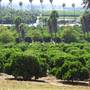 California Citrus State Historic Park (SHP)