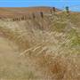 Grizzly Island Wildlife Area - California Department of Fish & Wildlife (CDFW)