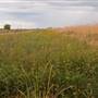 Yolo Bypass Wildlife Area - California Department of Fish & Wildlife (CDFW)