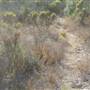 Burton Mesa Ecological Reserve - California Department of Fish & Wildlife (CDFW)