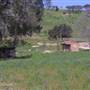 Windy Hill Ranch - El Campeon Farms
