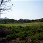 Windy Hill Ranch - El Campeon Farms