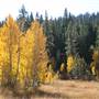 Aspens Near Highway 267 US Forest Service