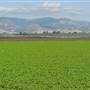 Castroville
