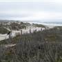 Asilomar State Beach and Conference Grounds