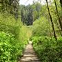 Russian Gulch State Park (SP) / Russian Gulch Bridge - Highway 1