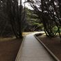 Boardwalk at Laguna Point @ (MacKerricher State Park)