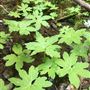 Montgomery Woods State Natural Reserve (SNR)