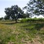 Olivet Grange Vineyard