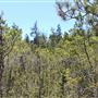 Van Damme State Park (SP) / Beach / Pygmy Forest / Fern Canyon Trail / Spring Ranch Trail