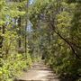 Van Damme State Park (SP) / Beach / Pygmy Forest / Fern Canyon Trail / Spring Ranch Trail