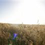 Navarro Point Preserve and Coastal Trail