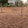Moran Property