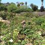 South Coast Botanic Garden