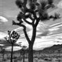 Yucca Valley Scenic Overlook