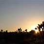 Joshua Tree Garden / Joshuatreezone19