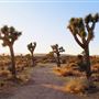 Joshua Tree Garden / Joshuatreezone19
