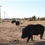 High Desert Gem - Fisher Family Desert Farm