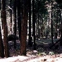 Eldorado National Forest