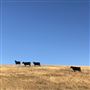 Enney Ranch @ Paso Robles