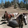 R Wild Horse Ranch