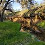 Payne's Creek Wetlands