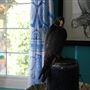 West Coast Falconry