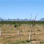 Tierra Buena