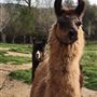 New Leaf Llama Farm