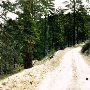 Forest Service Road 3N12 North of 2N71