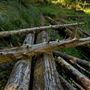 Mendocino Woodlands State Park (SP)