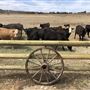 Reed River Ranch