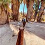 Palm Springs - City