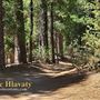 Idyllwild Nature Center - Forest