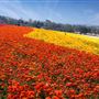 Carlsbad Flower Fields