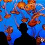 Monterey Bay Aquarium