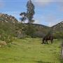 Stone Meadows Ranch