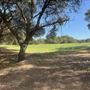 Olive Ranch