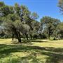 Olive Ranch