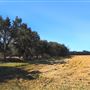 DLX Ranch