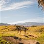 The Living Desert Zoo and Botanical Gardens