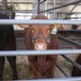 World Ag Expo®